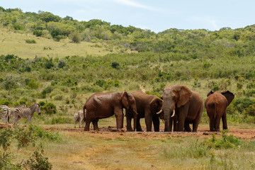 Plakat Elephants together at the drinking hole