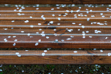 Sakura petals on wet wooden bench