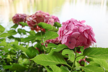 別所沼の紫陽花 さいたま市南区
