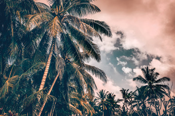 Fototapeta na wymiar Palm trees on sunset