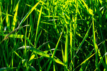 Summer grasses