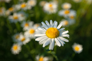 Obraz premium Flowering. Chamomile. Blooming chamomile field, Chamomile flowers on a meadow in summer, Selective focus.