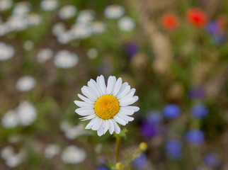 White wild daisy on blurred blooming flowers backgroung.