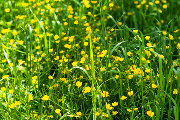 Green grass, yellow buttercup flowers