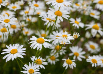 Field of wild white daisies.