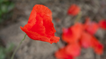 Red old poppy and fallen petals.