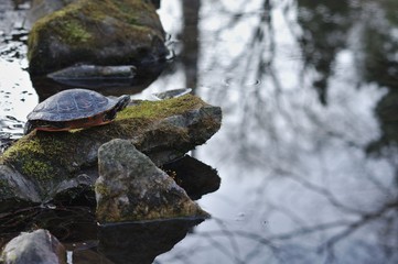 Tortoise