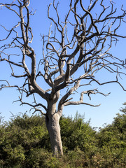 Beautiful Tree Without Leaves, Chobe National Park, Botswana