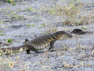 Nile Monitor, Varanus niloticus, looking for food, Chobe National Park, Botswana