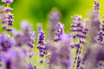 Honey bee on a lavender and collecting polen. Flying honeybee. One bee flying during sunshine day. Insect. Lavenders field with beautiful sunlight.