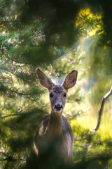 Red deer standing in a forest