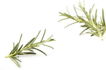 rosemary isolated on white background