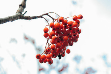 Red Rowan berries or Mountain ash in winter on white background.