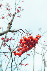 Red Rowan berries or Mountain ash in winter on white background.