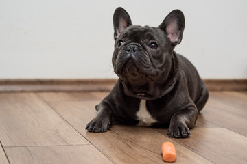 Cute little french buldog puppy