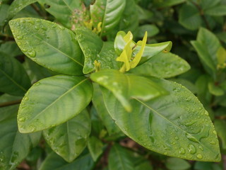 Water Droplets Leaves Pattern brightened