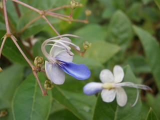 Fototapeta na wymiar Blue Butterfly Bush 3
