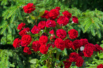 A bush with huge lush bright red roses on a background of coniferous tree branches