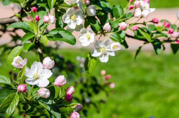Blossom tree over nature background Spring flowers Background. Mother day. Branches of blossoming tree in garden.