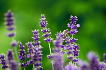 Fototapeta premium Honey bee on a lavender and collecting polen. Flying honeybee. One bee flying during sunshine day. Insect. Lavenders field with beautiful sunlight.