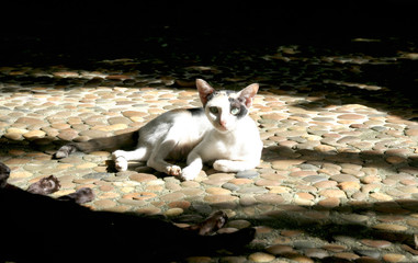The cat lay on the ground in a sunny day.
