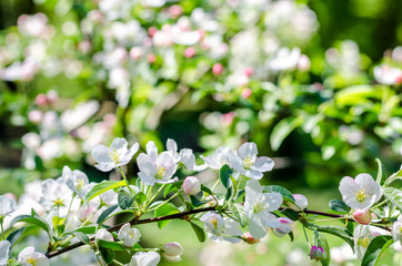 Blossom tree over nature background Spring flowers Background. Mother day. Branches of blossoming tree in garden.