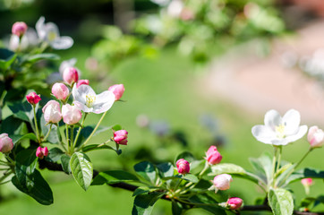 Blossom tree over nature background Spring flowers Background. Mother day. Branches of blossoming tree in garden.