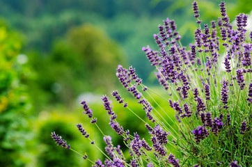 Obraz premium Honey bee on a lavender and collecting polen. Flying honeybee. One bee flying during sunshine day. Insect. Lavenders field with beautiful sunlight.