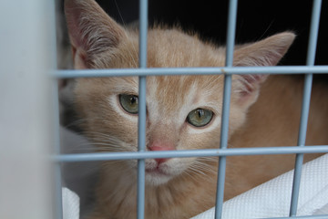 chaton abandonné dans une cage