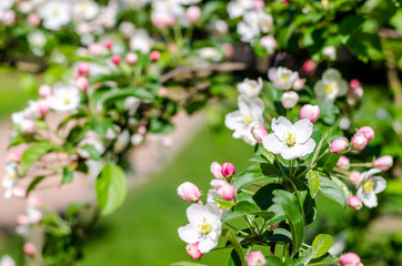 Blossom tree over nature background Spring flowers Background. Mother day. Branches of blossoming tree in garden.