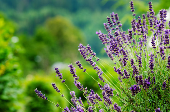 Fototapeta Honey bee on a lavender and collecting polen. Flying honeybee. One bee flying during sunshine day. Insect. Lavenders field with beautiful sunlight.
