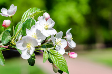 Blossom tree over nature background Spring flowers Background. Mother day. Branches of blossoming tree in garden.