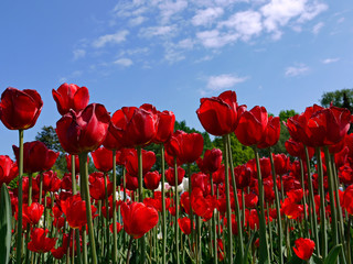set of beautiful red tulips against the background of trees and blue sky with clouds