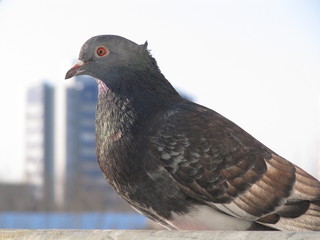 Pigeon bird animal dove nature