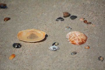 Shells