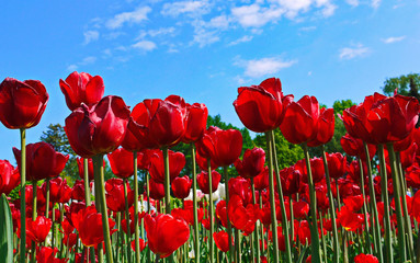 Tulips, densely growing next to each other, are beautiful with lavish buds of petals against the background of a blue sky with occasional clouds.