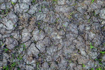 Background close-up of dry, cracked earth with new growth