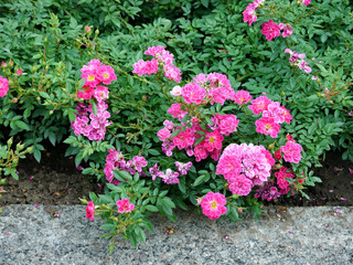 bushes of roses with bright crimson colors
