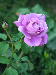 A rare magnificent purple rose with large petals and green buds not yet opened