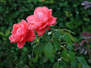 Two spiny beautiful roses on green stems with delicate, gently pink petals.