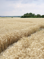 champs de blé - 213255651