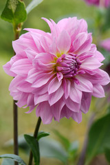 Full, lush pink peony in the foreground with a blurred background