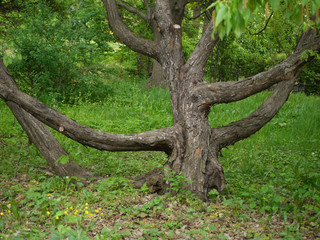 A large old branchy tree against a background of shrubs and green grass