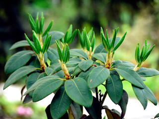 a branch of an exotic shrub with large dark green leaves and buds of young leaves in the background of the garden