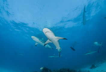 Caribbean reef shark