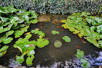 Transparent pond with a lot of green lilies and decorative curly bushes