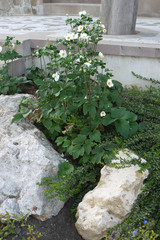 A flower bed with decorative stone boulders and a beautiful flower with white petals on a green stem