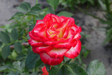 open red-crimson bud on the rose bush