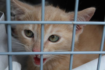 chaton abandonné dans une cage