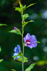 A green flower stem with purple petals and a white core against a background of green plants